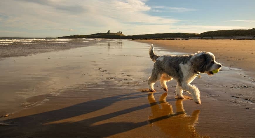 Playas para perros I